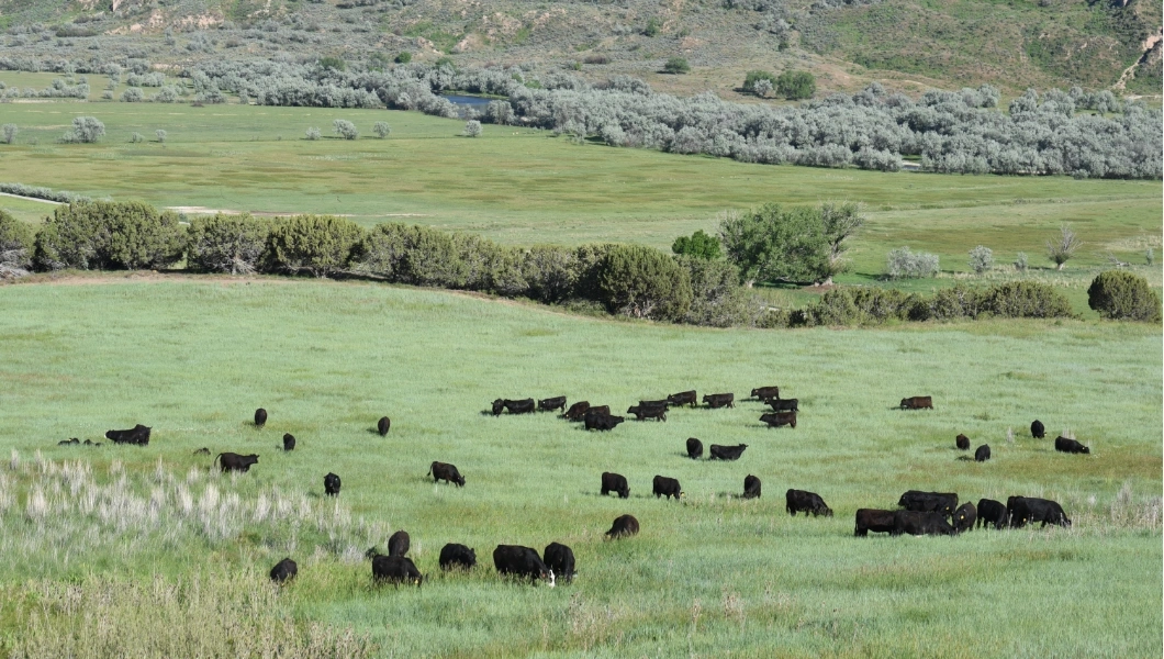 Livestock Efficiency Livestock Efficiency